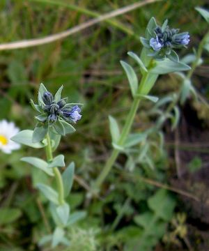 Image of Linaria micrantha (Cav.) Hoffmgg. & Link