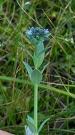 Image of Linaria micrantha (Cav.) Hoffmgg. & Link