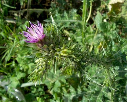 Image of Italian plumeless thistle