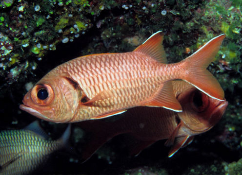 Image of Big-eye Soldierfish