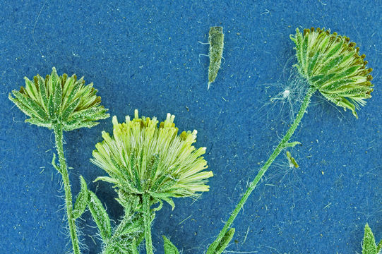 Image of starved fleabane