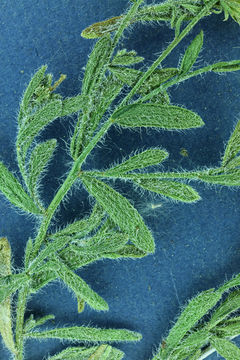 Image of starved fleabane