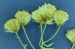 Image of California rayless fleabane