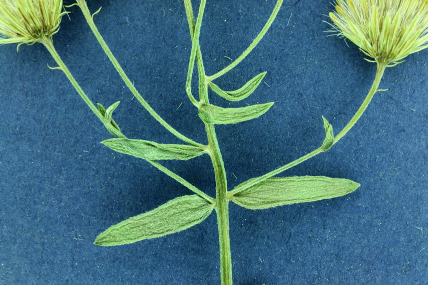 Image of California rayless fleabane