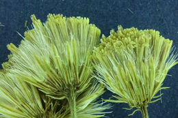 Image of California rayless fleabane