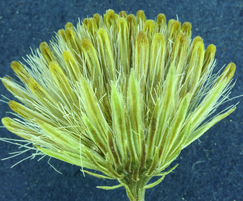 Image of California rayless fleabane