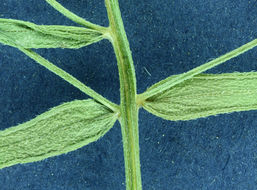 Image of California rayless fleabane