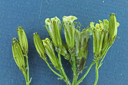 Crepis acuminata Nutt. resmi