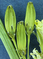 Crepis acuminata Nutt. resmi