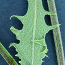 Image de Crepis intermedia A. Gray