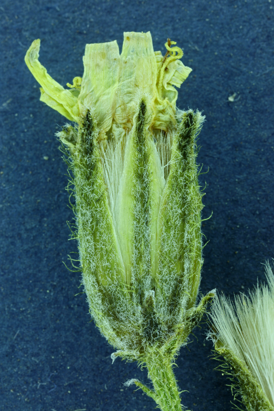 Image of limestone hawksbeard