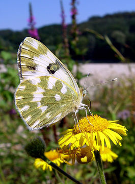 Image of Bath White