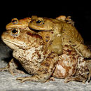 Image of Common Toad