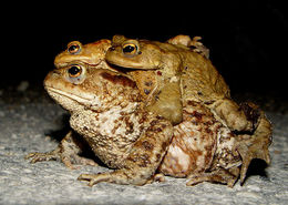 Image of Common Toad