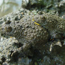 Image of Yellow–bellied Toad