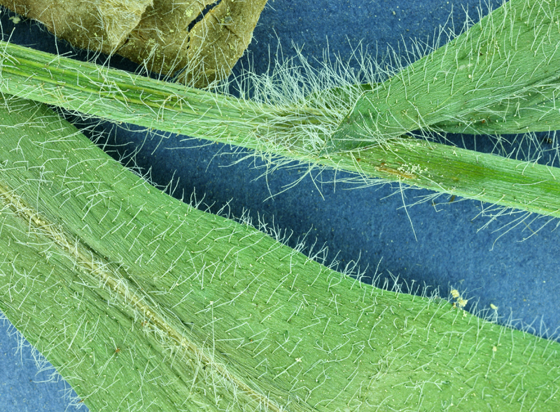 Image of white hawkweed