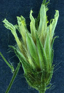 Image of white hawkweed