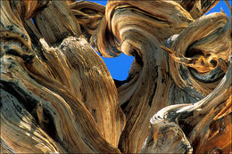 Image de Pin Bristlecone