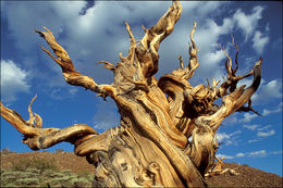 Image de Pin Bristlecone