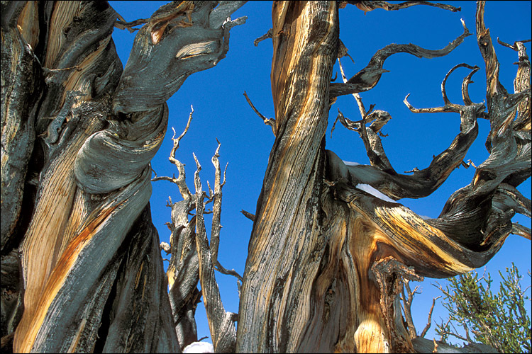 Image de Pin Bristlecone