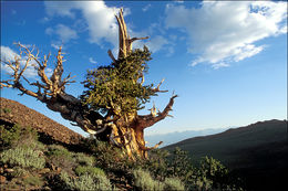 Image de Pin Bristlecone