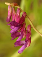 Imagem de Vicia villosa subsp. varia (Host) Corb.
