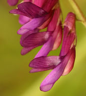 Sivun Vicia villosa subsp. varia (Host) Corb. kuva