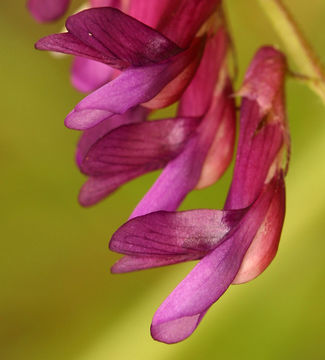 Imagem de Vicia villosa subsp. varia (Host) Corb.