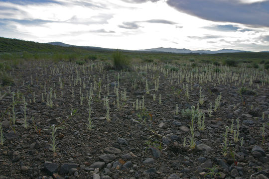 Image of quill cryptantha