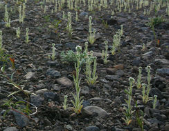 Слика од Cryptantha affinis (A. Gray) Greene