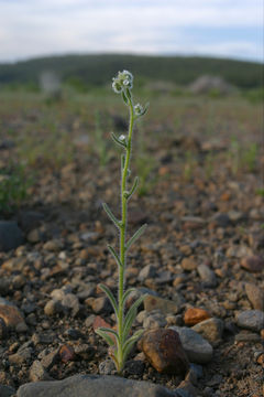 Слика од Cryptantha affinis (A. Gray) Greene