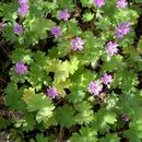 Geranium molle L. resmi