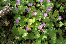 Image of dovefoot geranium