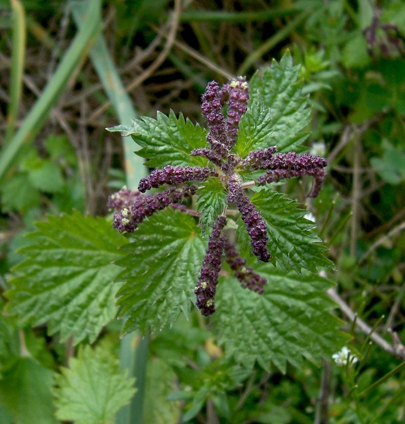 Urtica membranacea Poir.的圖片