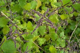 Image of Urtica membranacea Poir.