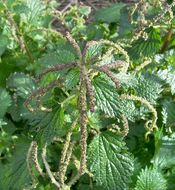 Image of Urtica membranacea Poir.