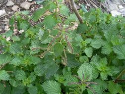 Слика од Urtica membranacea Poir.