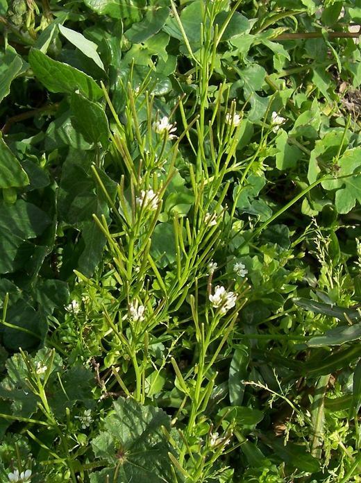 Image of hairy bittercress