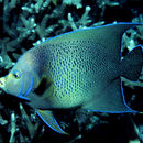 Image of Half-circled Angelfish