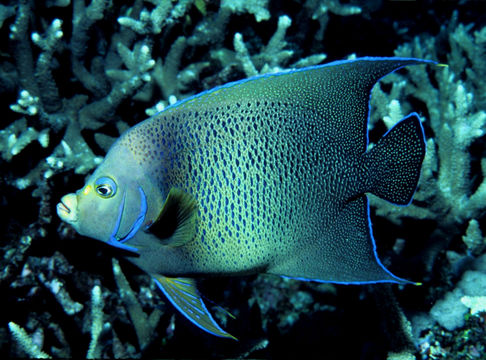 Image of Half-circled Angelfish