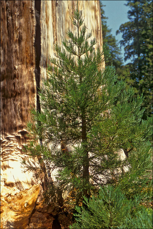 Image of Bigtree