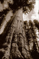 Image of Bigtree