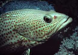 Image of Dwarf-spotted Grouper