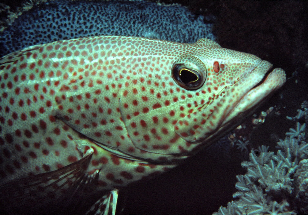 Epinephelus merra Bloch 1793 resmi