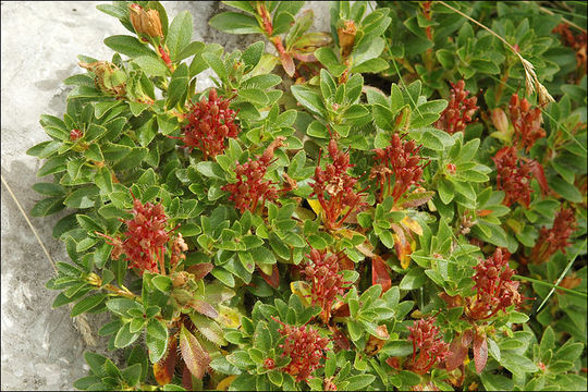 Image of Hairy Alpenrose