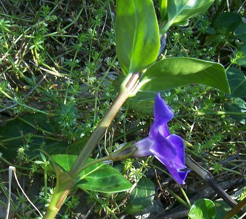 Image of Greater Periwinkle