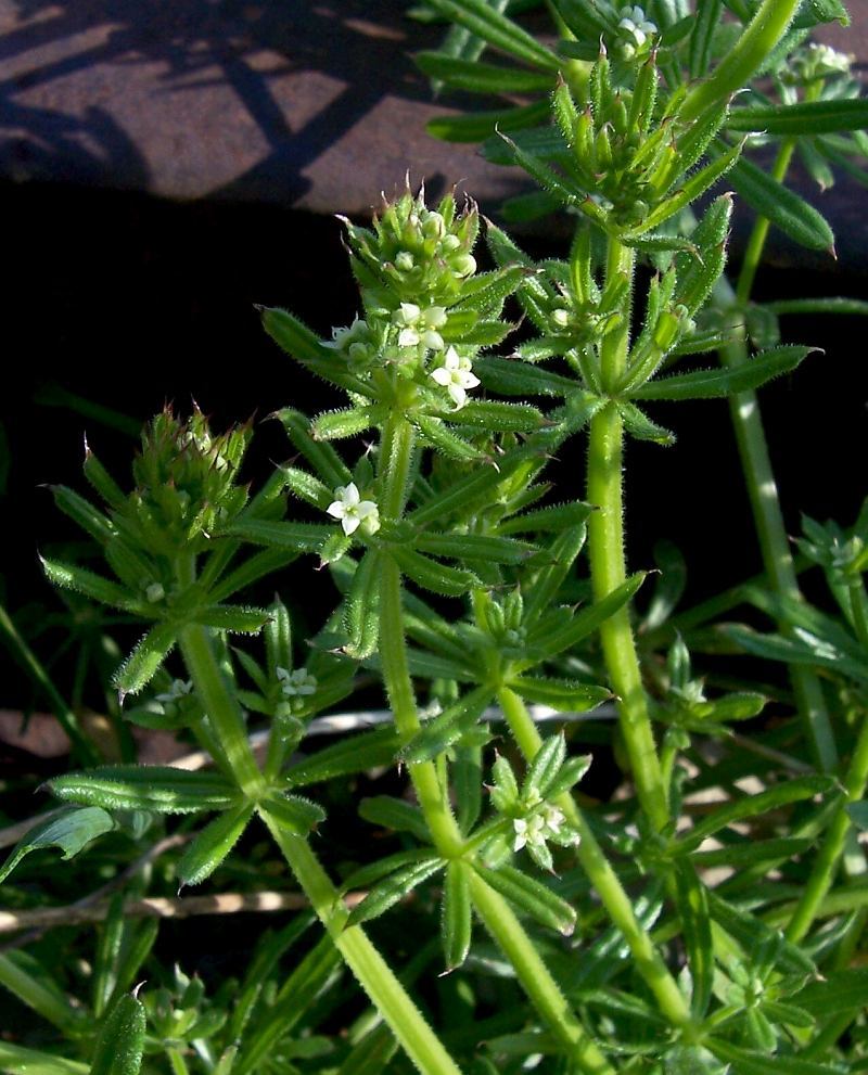 Plancia ëd Galium aparine L.