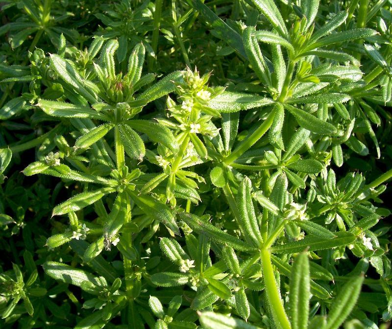 Plancia ëd Galium aparine L.