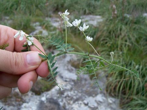 Imagem de Vicia leucantha Biv.