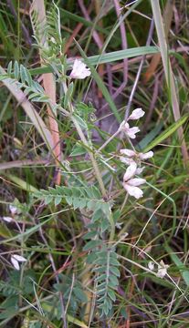 Imagem de Vicia leucantha Biv.